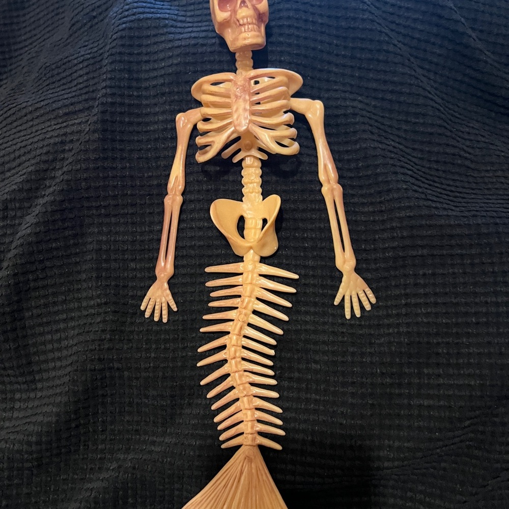 Mermaid skeleton - Picture 3 of 3